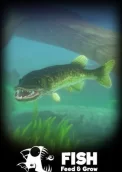 Feed and Grow: Fish